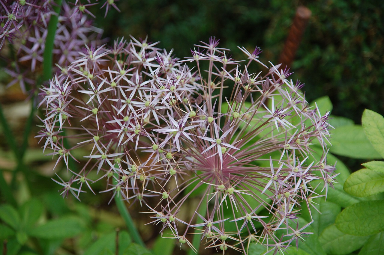 purple  nature  flowers free photo