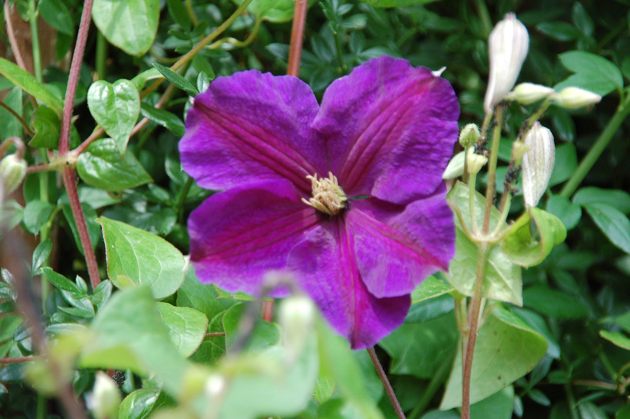 purple  nature  flowers free photo