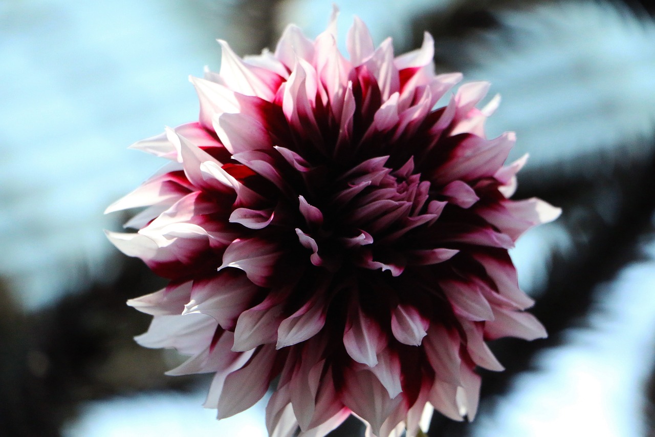 purple  flower  flora free photo