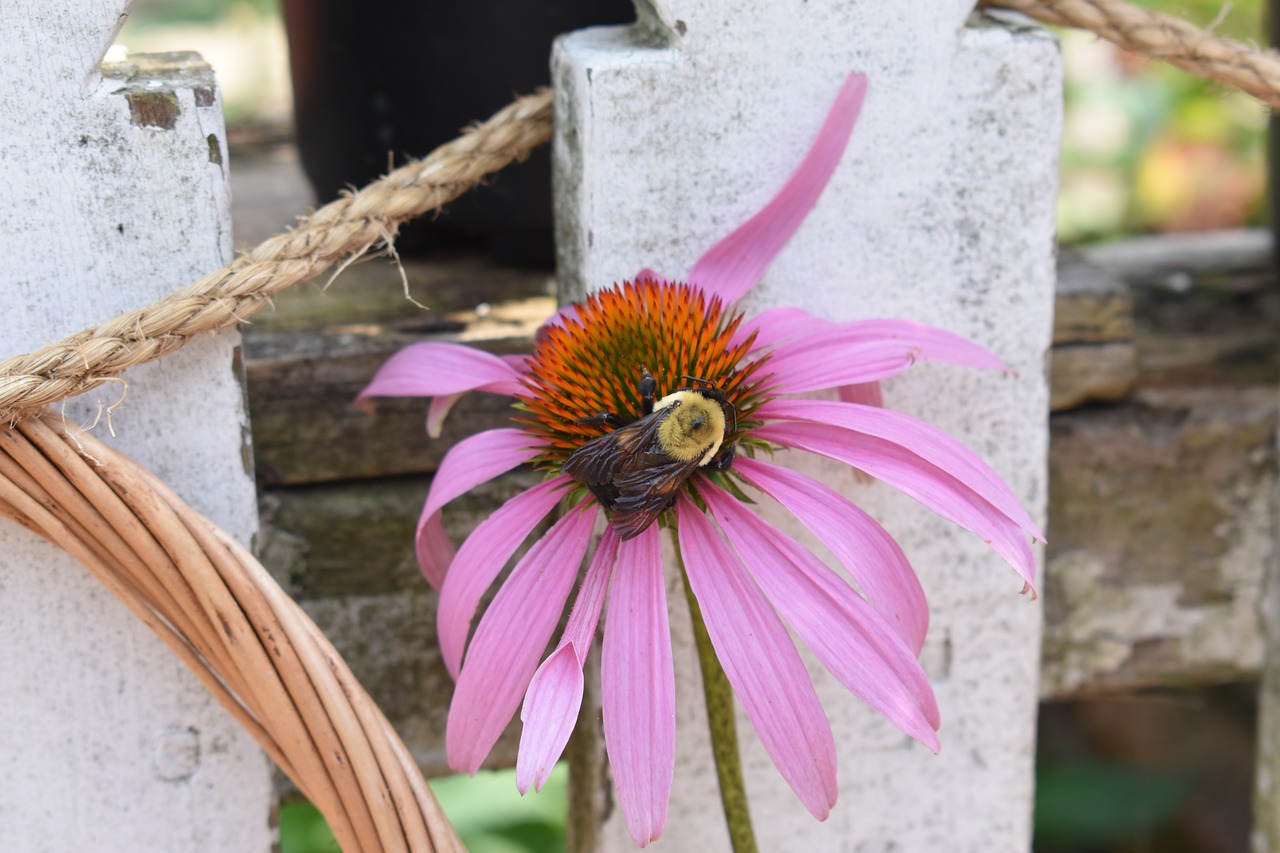 purple  coneflower  bee free photo