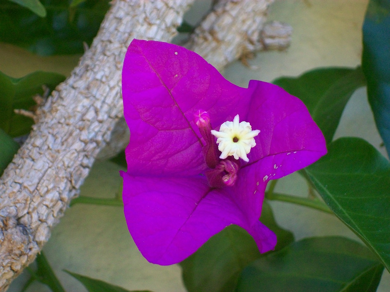 purple  flower  nature free photo