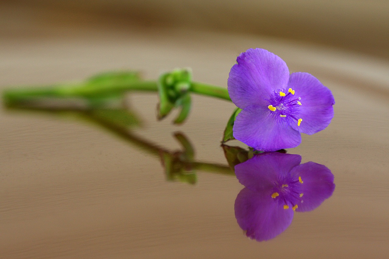 purple  spiderwort  flower free photo