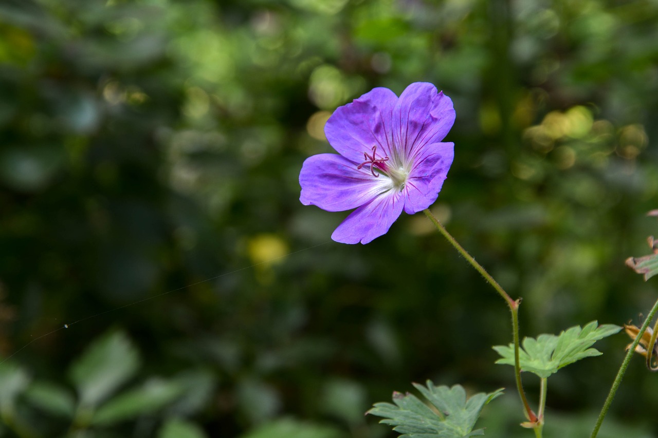 purple  flower  forest free photo