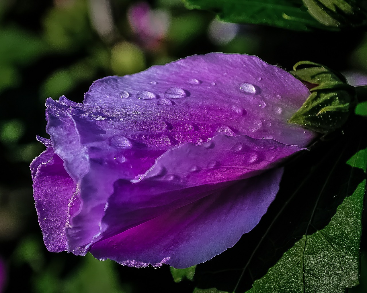 purple flower rain free photo