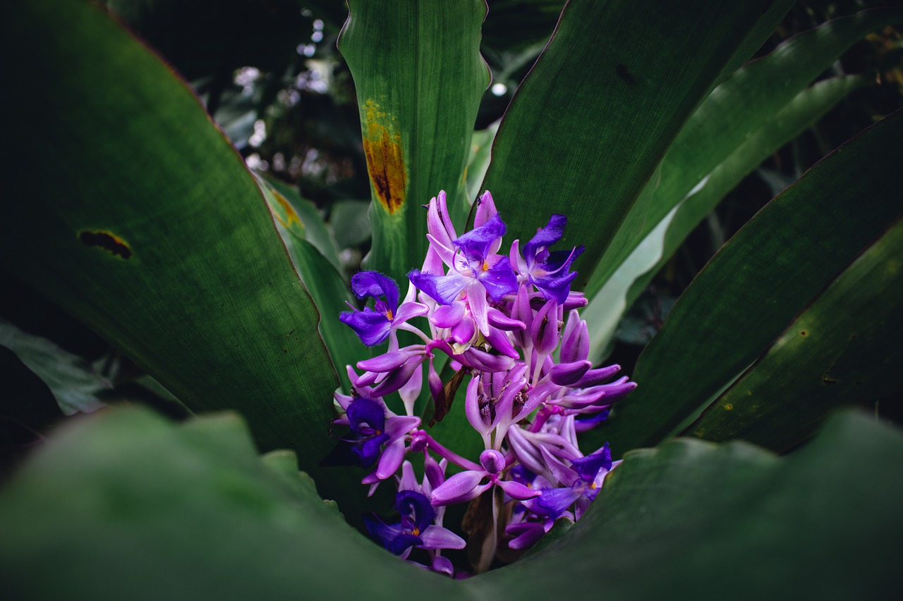 purple  flower  leaves free photo