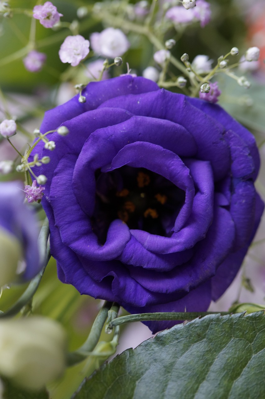 purple flower blossom free photo