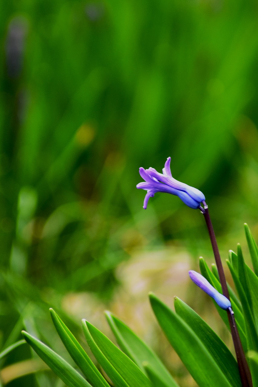 purple  green  background free photo