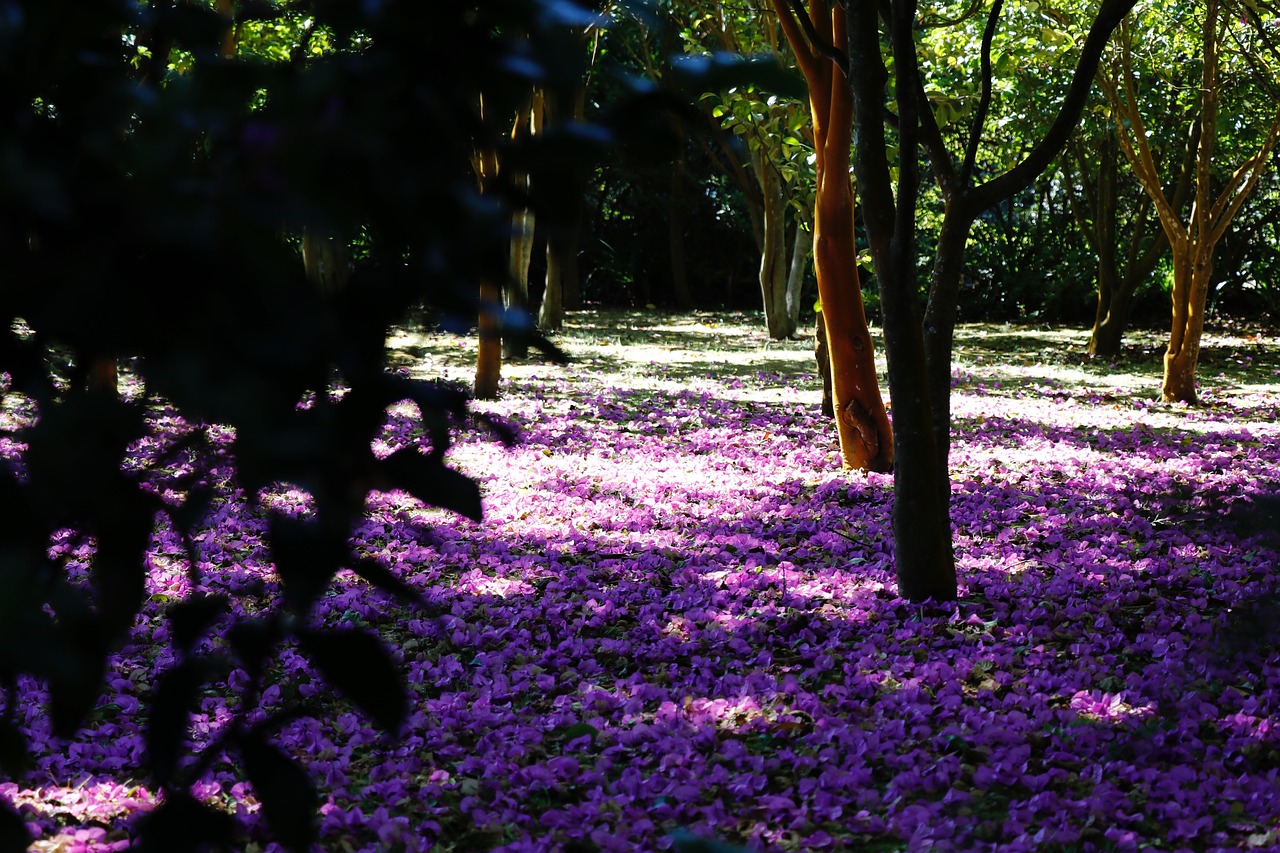 purple  flower carpet  flowers free photo