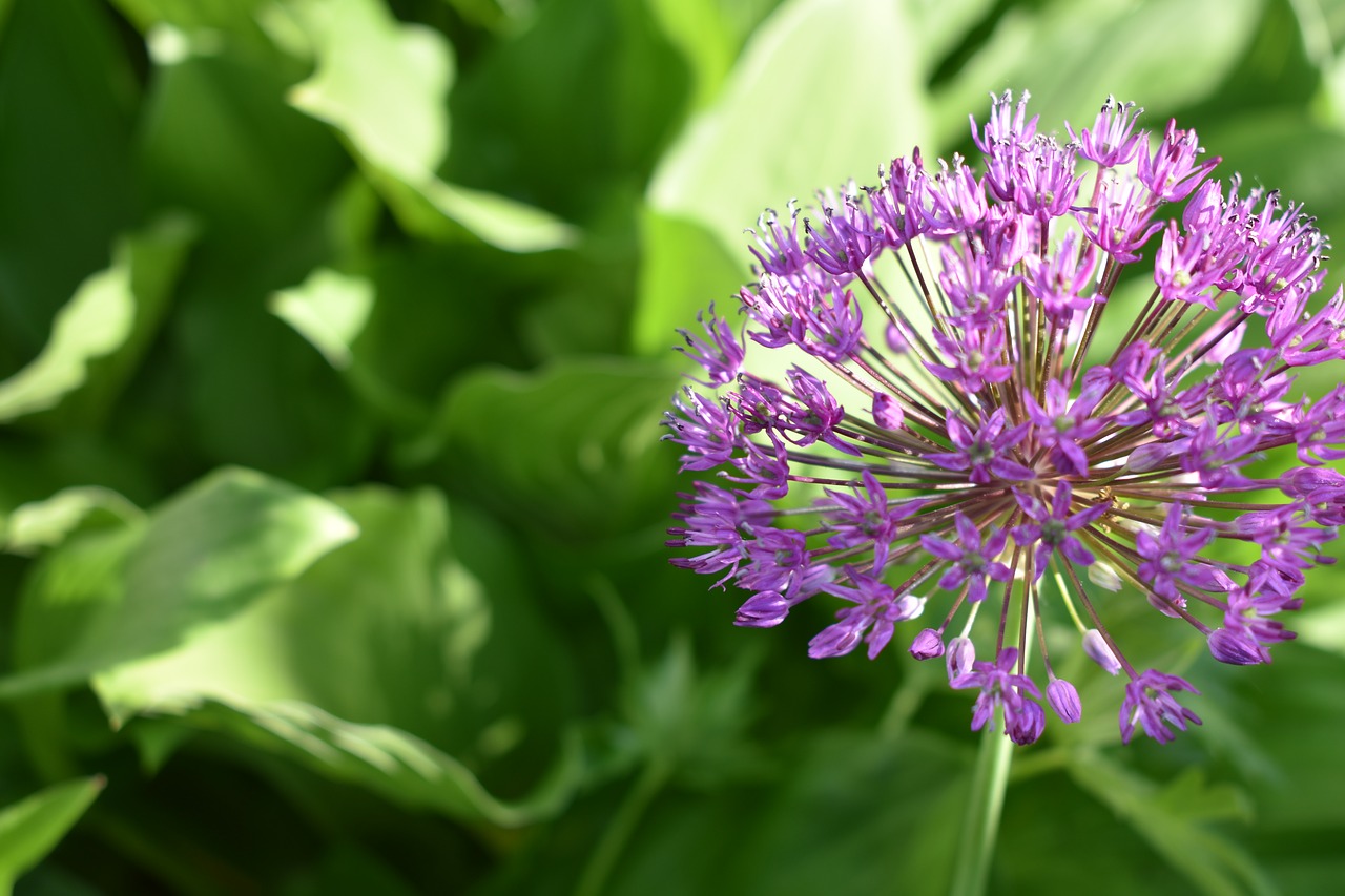 purple  flower  violet free photo