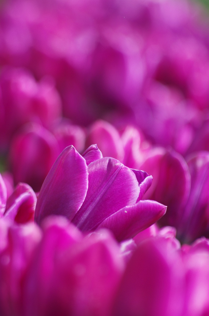 purple  tulips  vivid free photo