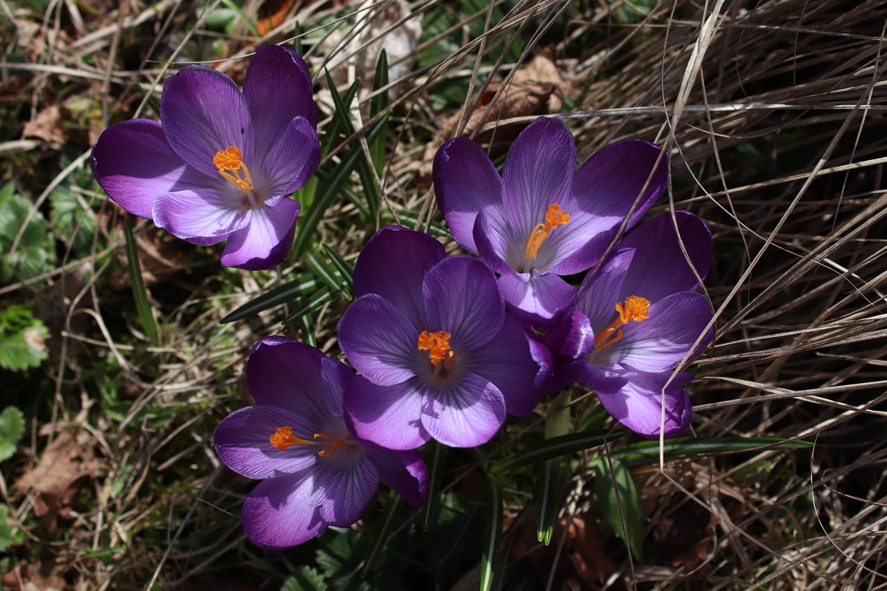 purple  blossom  bloom free photo