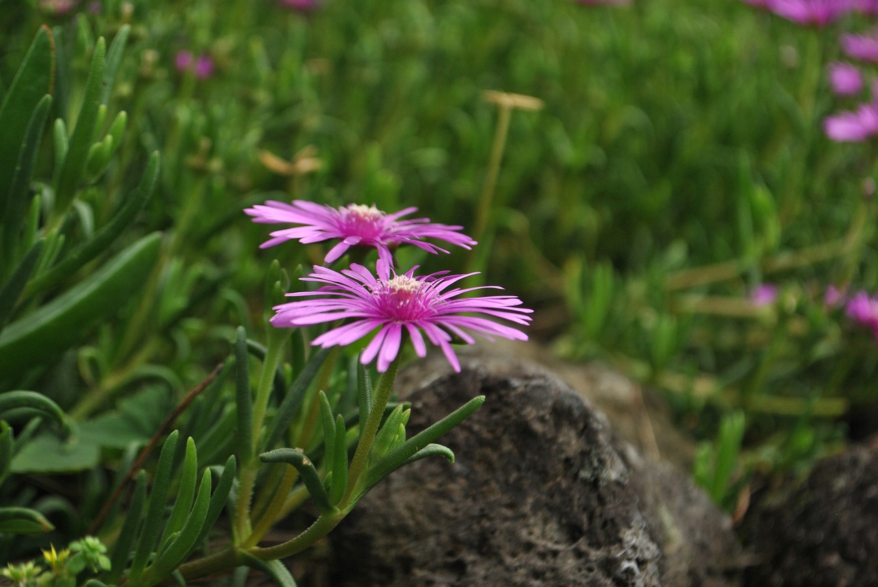 purple  plants  flowers free photo