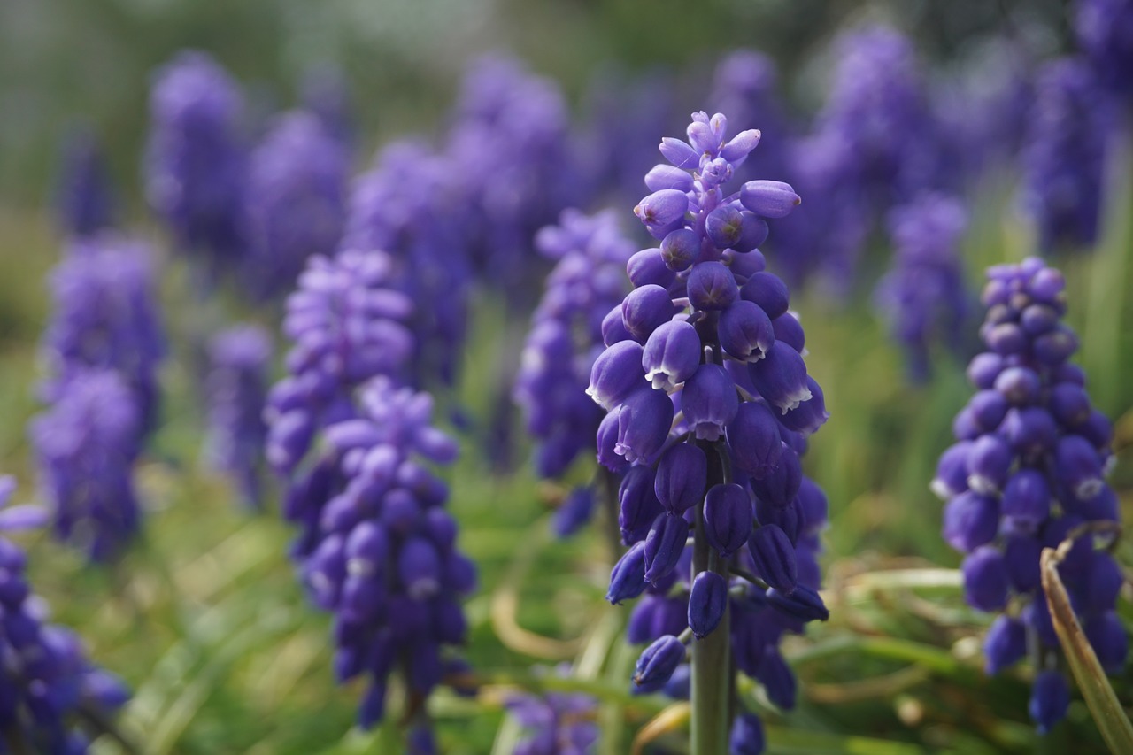 purple  flower  grape hyacinth free photo