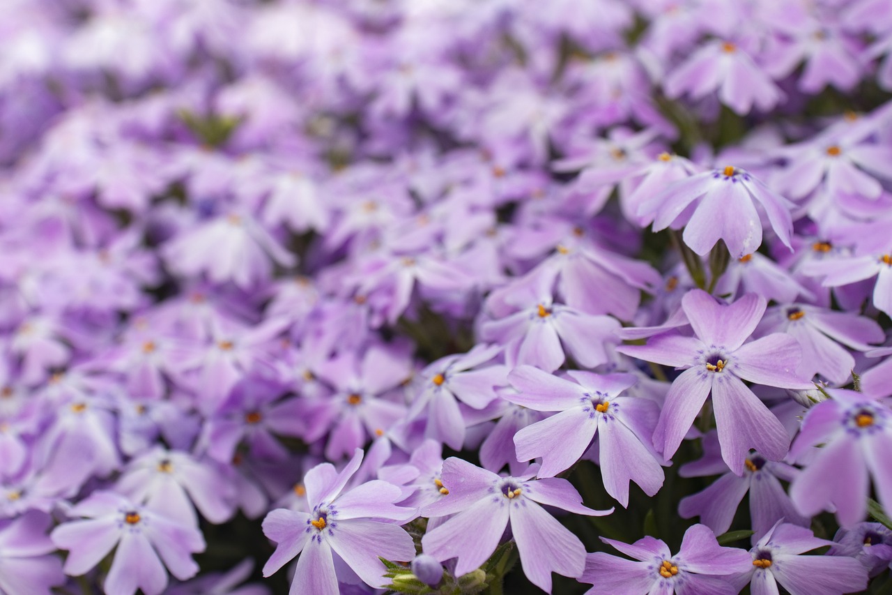 purple  flower  bloom free photo