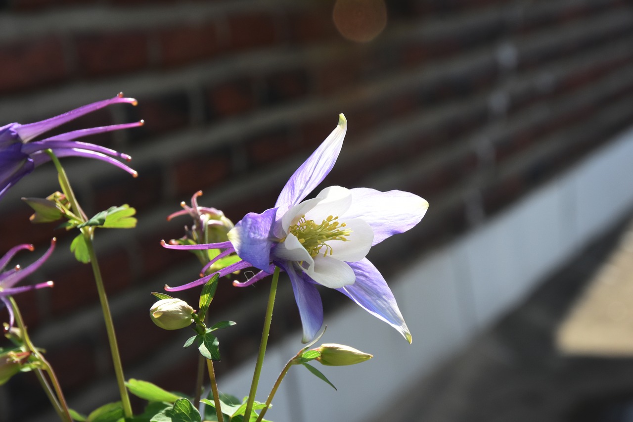 purple  flowers  blossom free photo