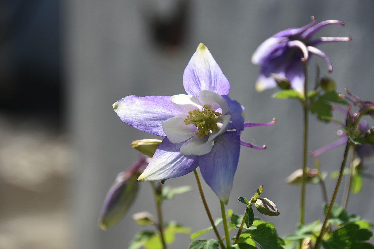 purple  flowers  blossom free photo