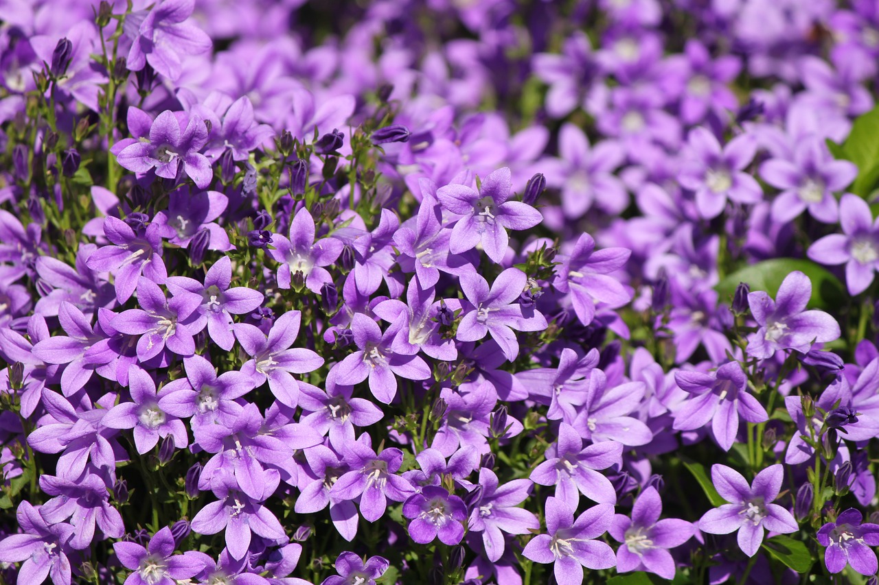 purple  flower  nature free photo