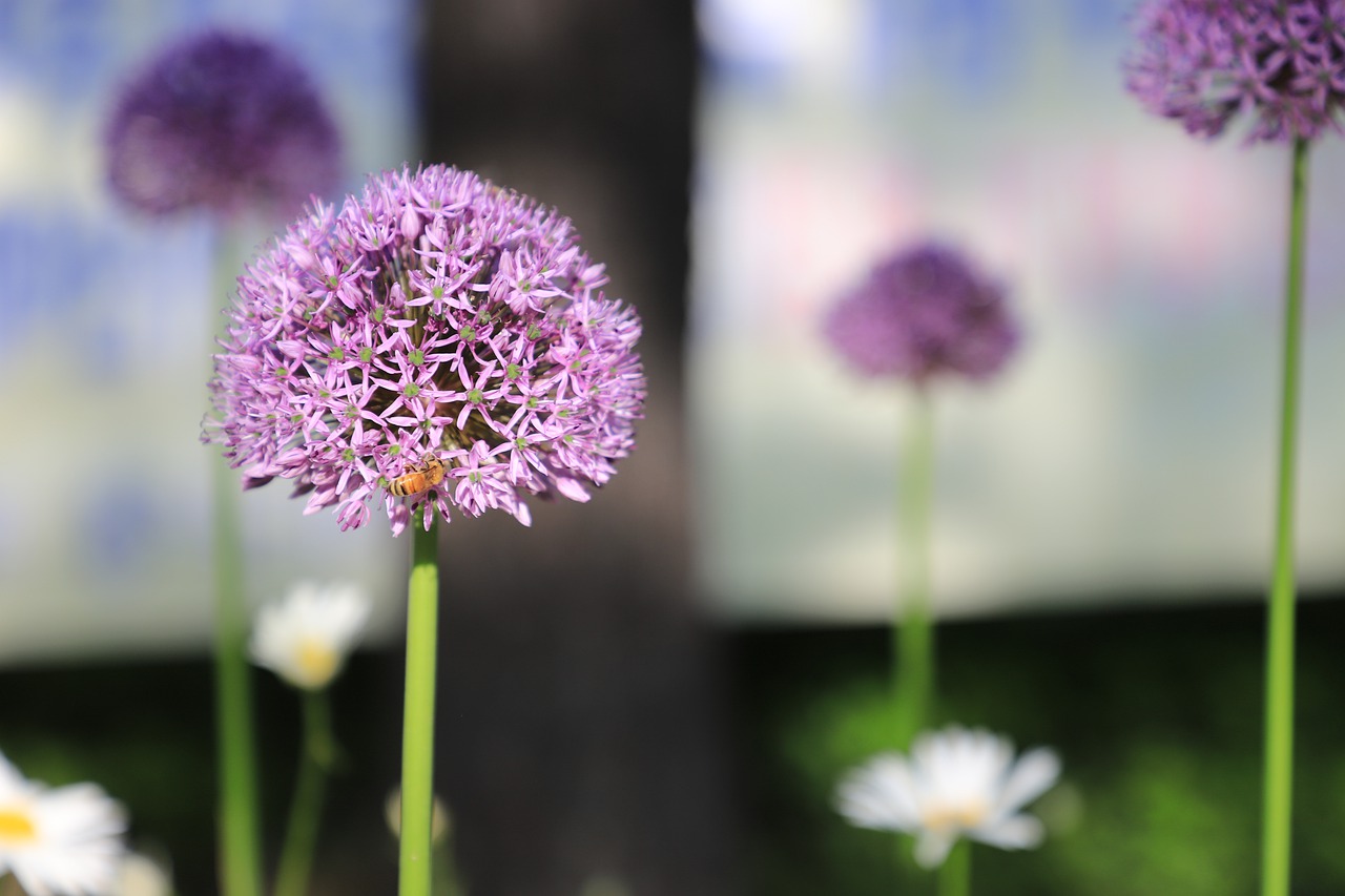 purple  flowers  plants free photo