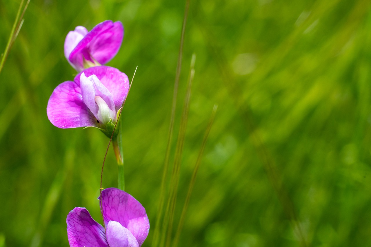 purple  flower  nature free photo