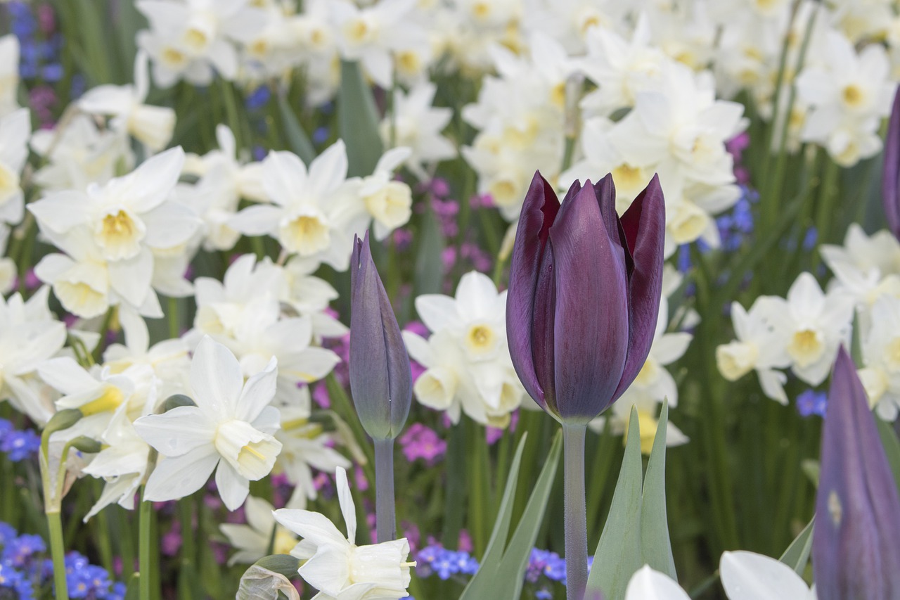 purple  tulips  daffodils free photo