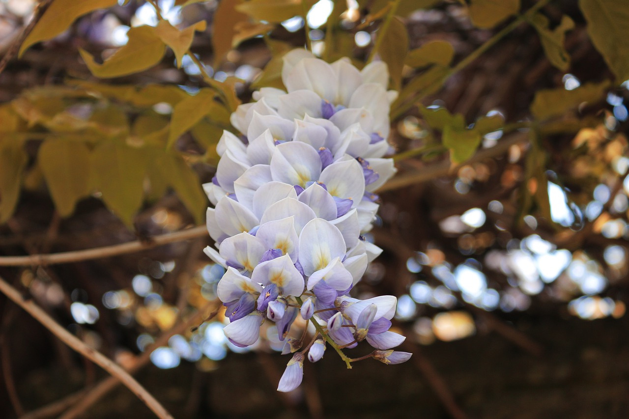 purple  autumn  blossom free photo