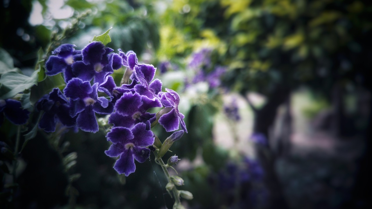 purple  flowers  plant free photo