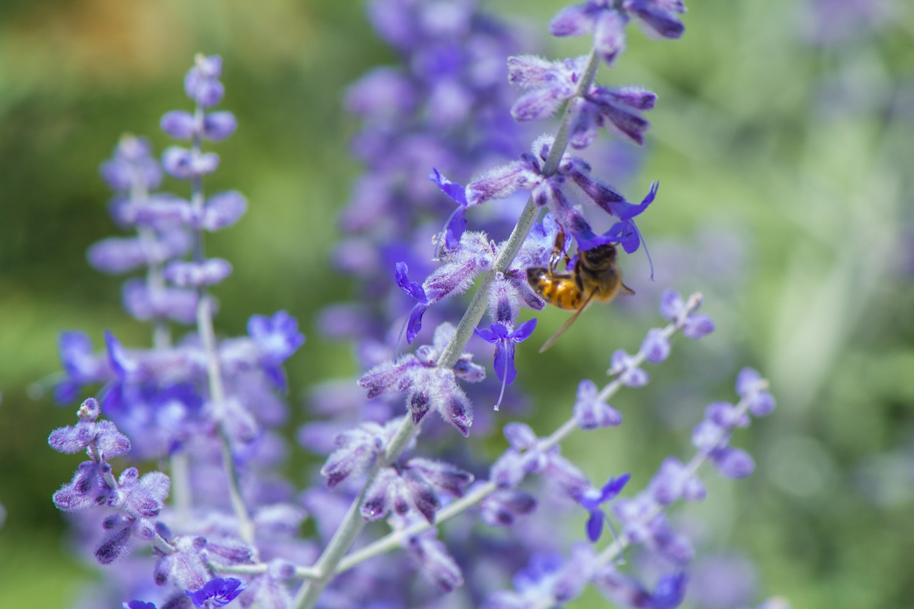 purple  bloom  nature free photo