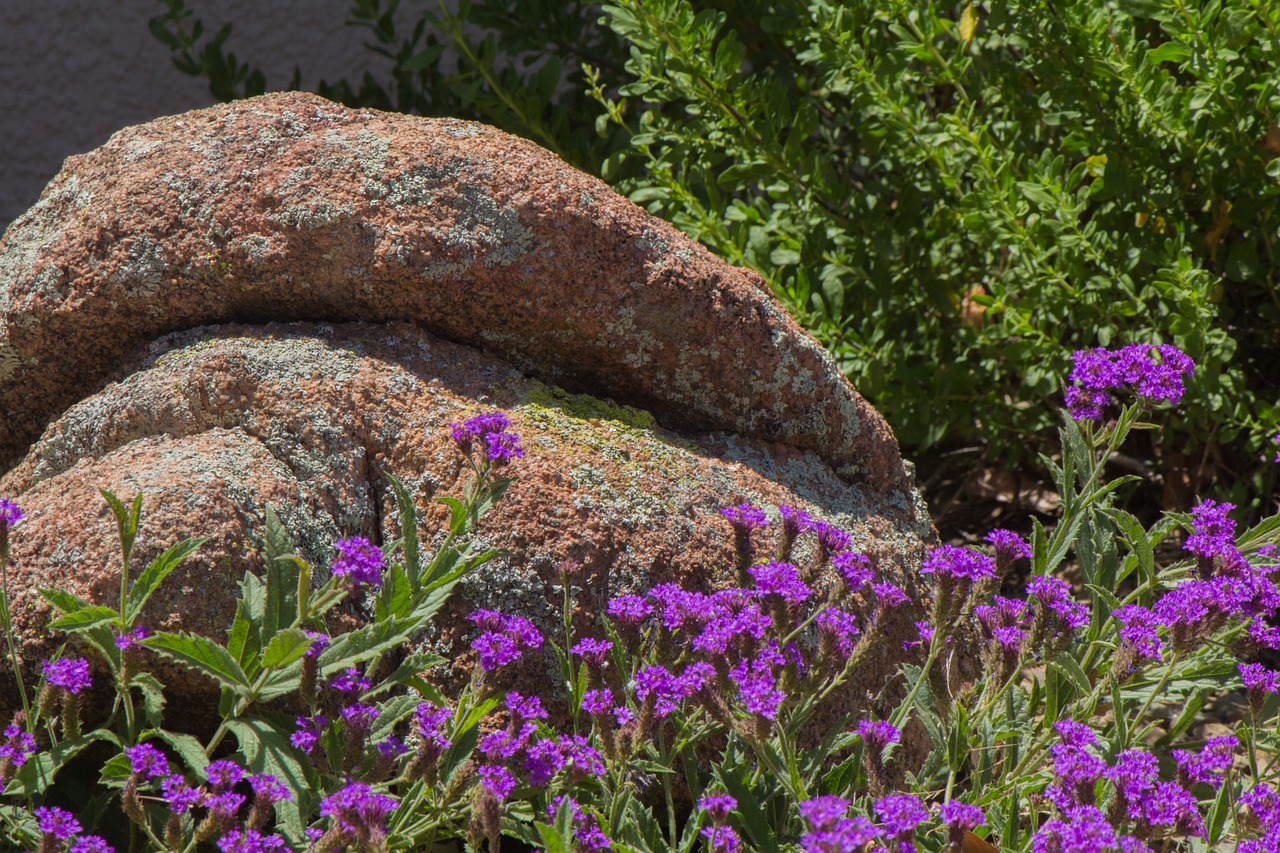 purple  wild flowers  nature free photo