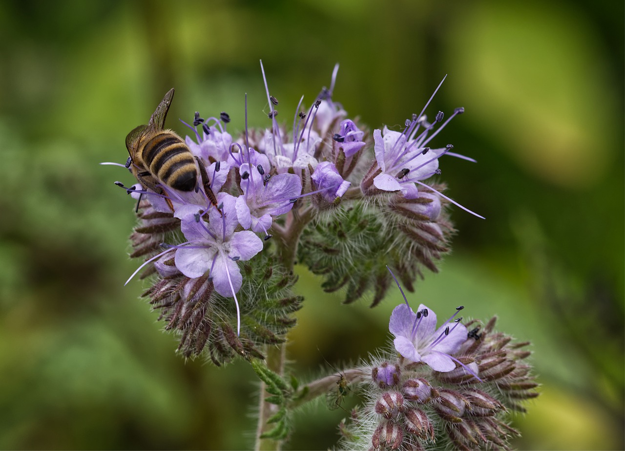 purple  flower  blossom free photo