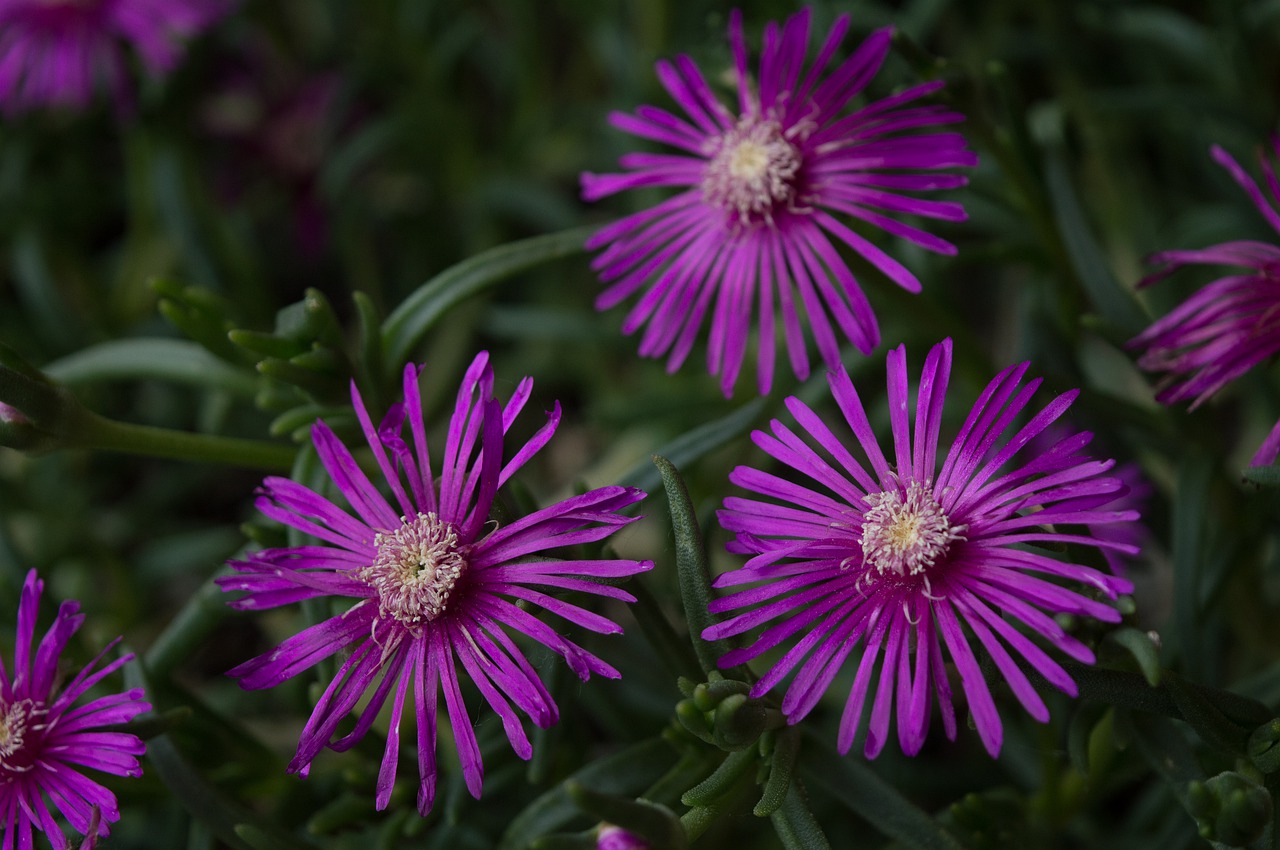 purple  plant  garden free photo