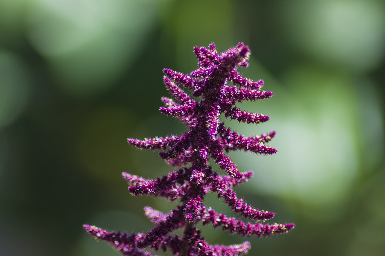 purple  bokeh  depth of field free photo