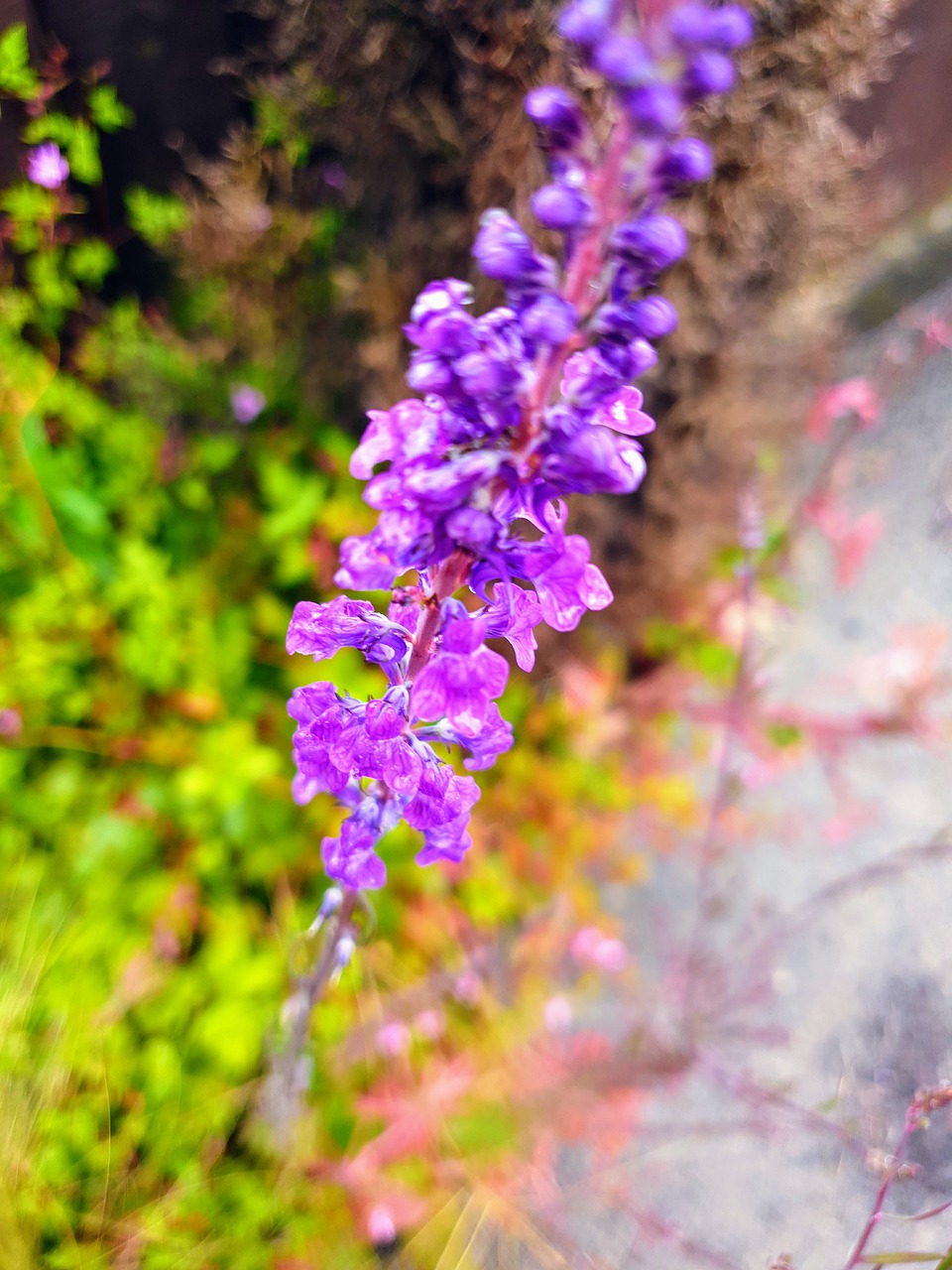 purple  flower  vibrant free photo