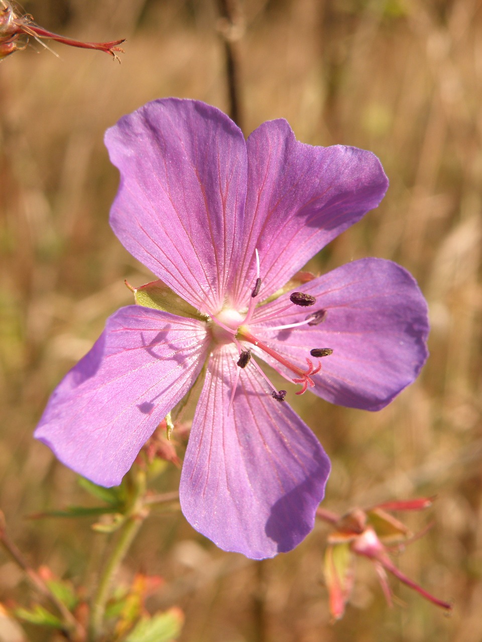 purple flower flowering free photo