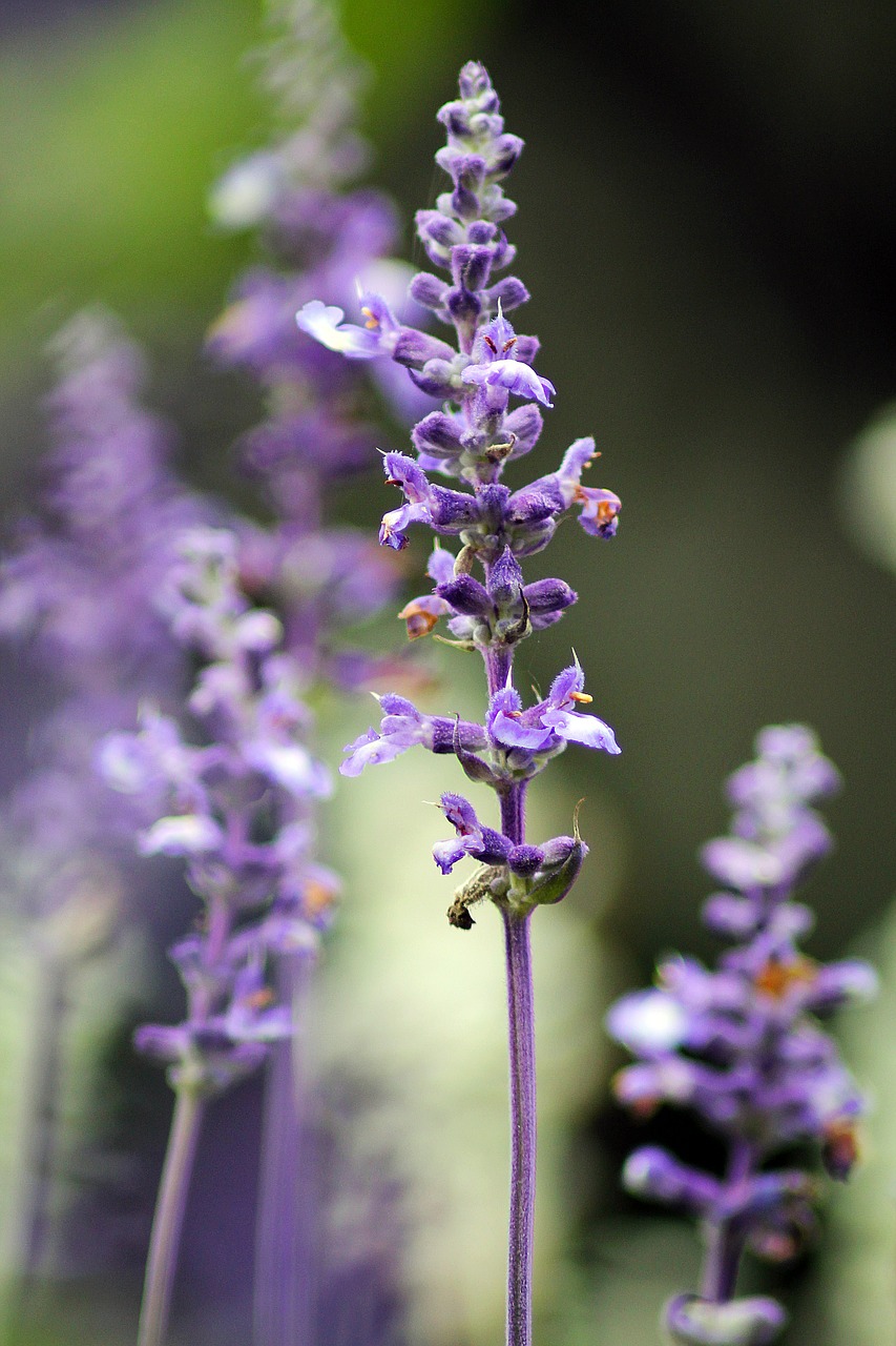 purple flower plant free photo