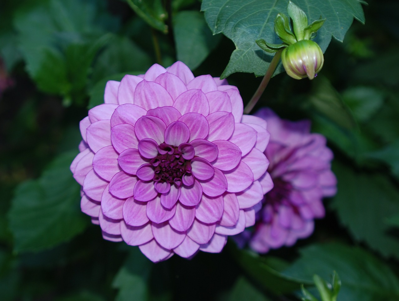 purple flower nature free photo