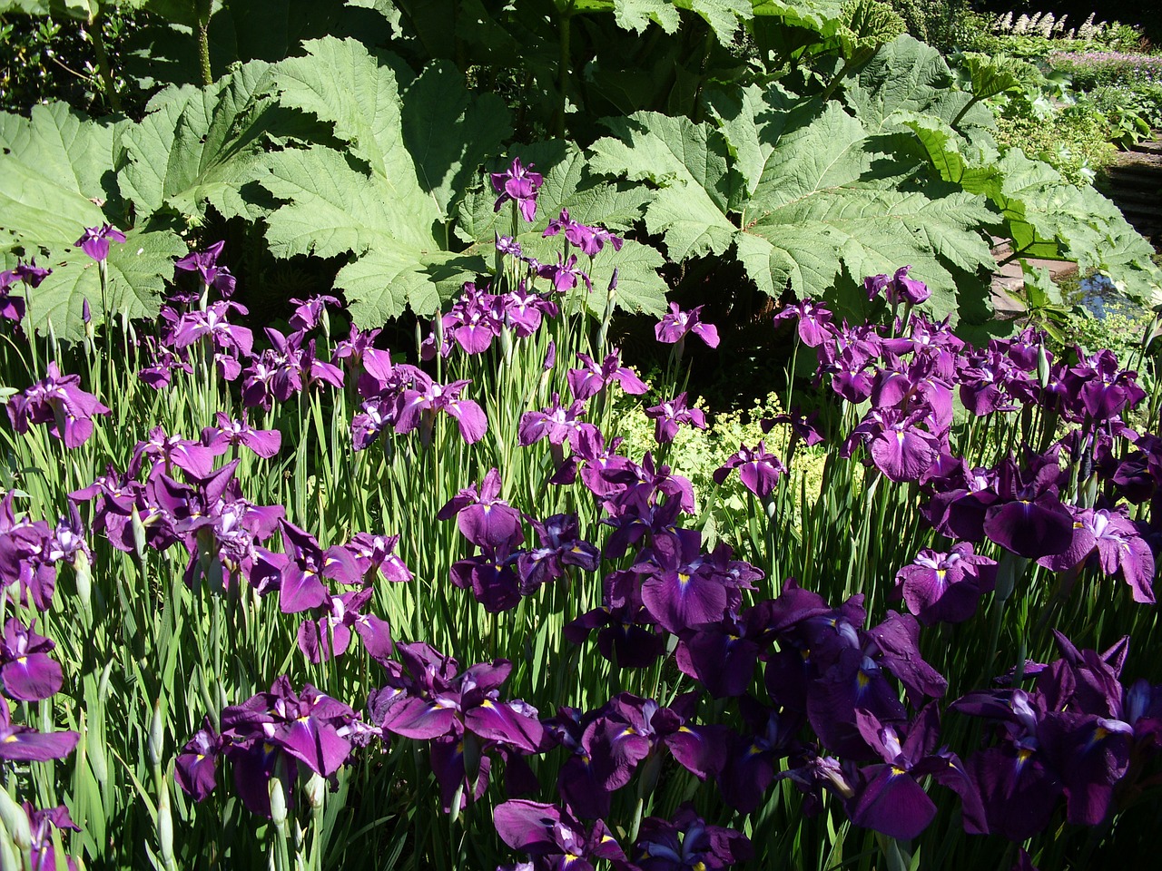 purple flowers iris free photo
