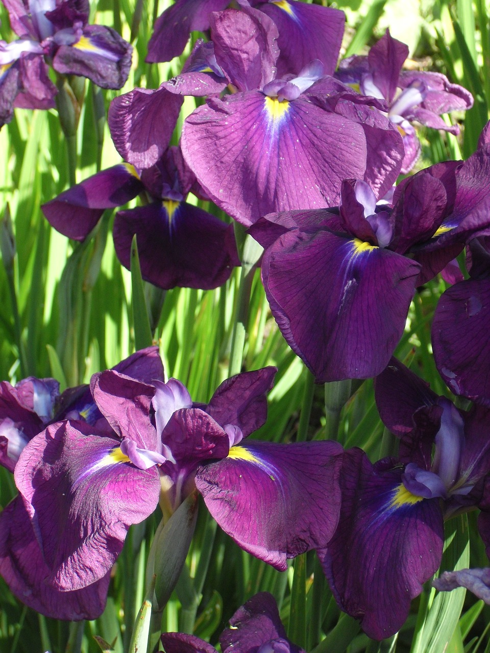 purple flower iris free photo