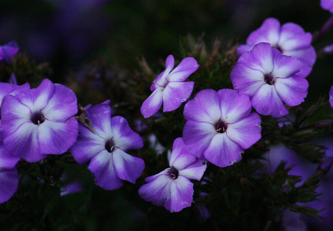 purple flowers floral free photo