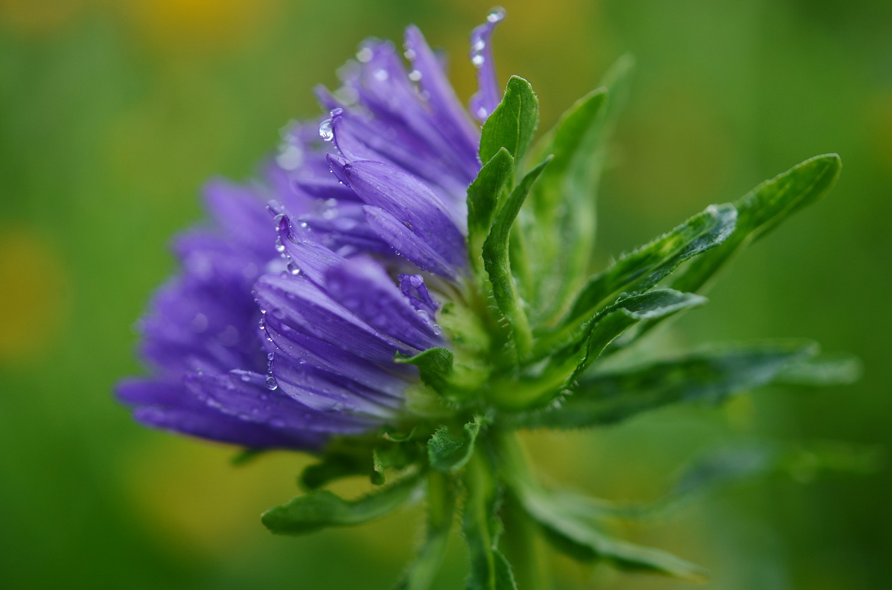 purple flower plant free photo