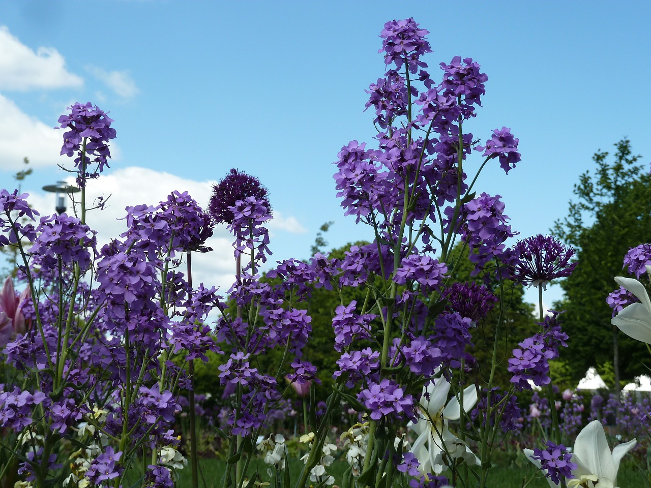 purple spring flowers flowers free photo