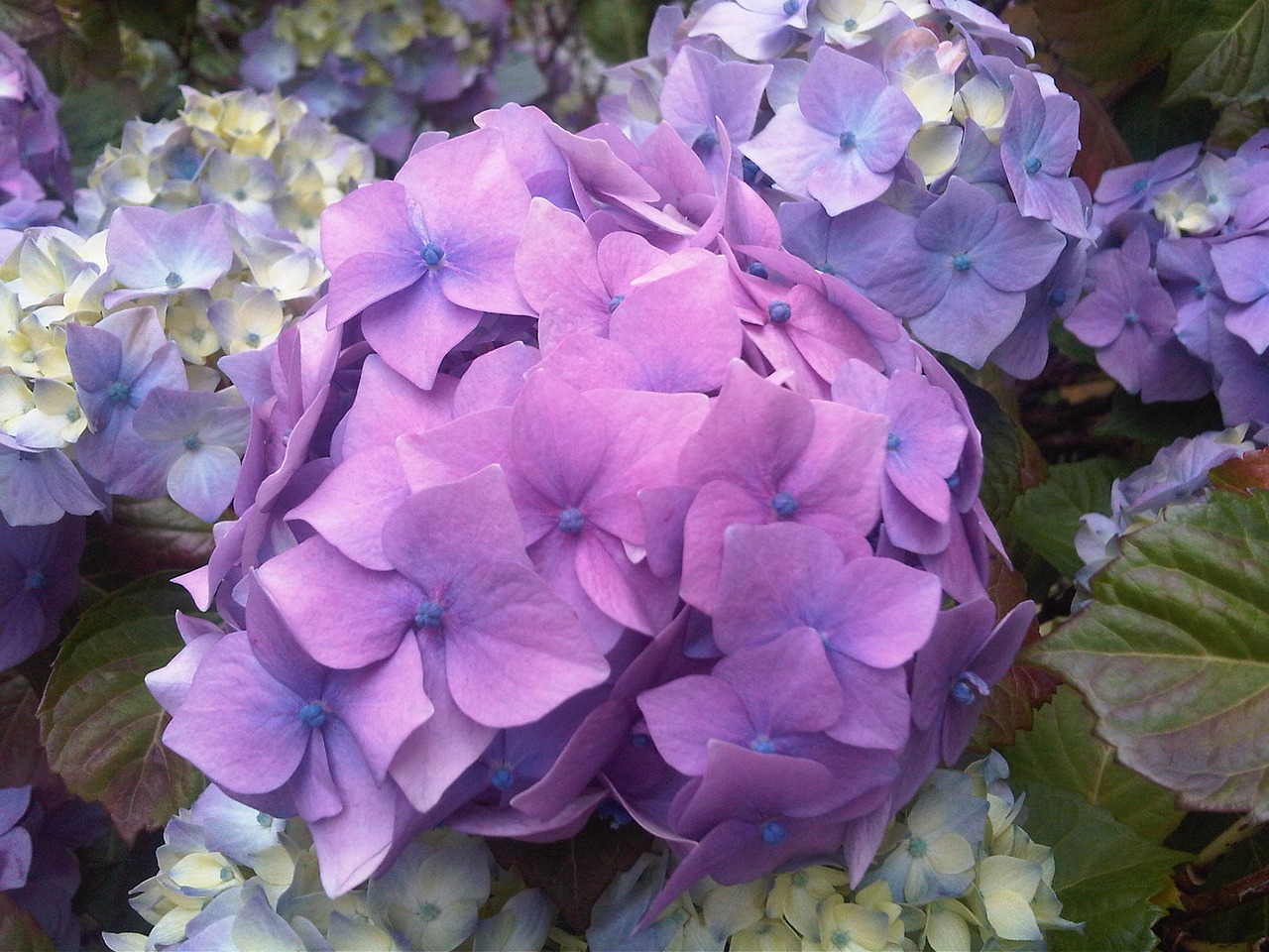 purple hydrangea flower free photo