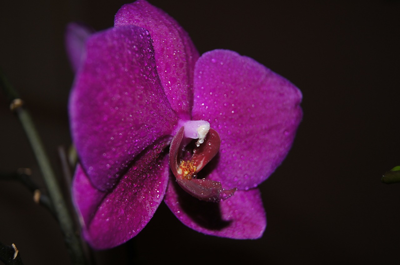 purple flower plant free photo