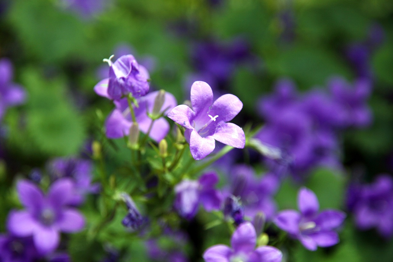 purple green plant free photo