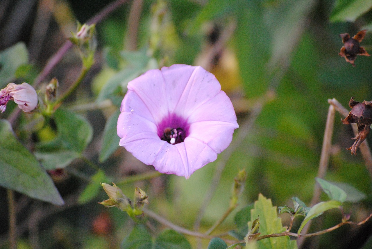 purple nature floral free photo