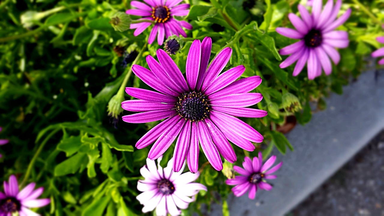 purple nature flower free photo