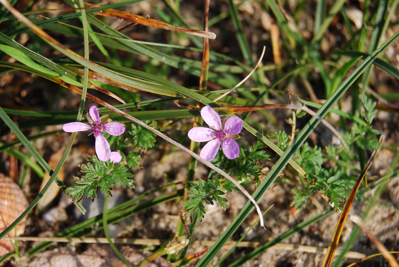 purple violet flowers free photo