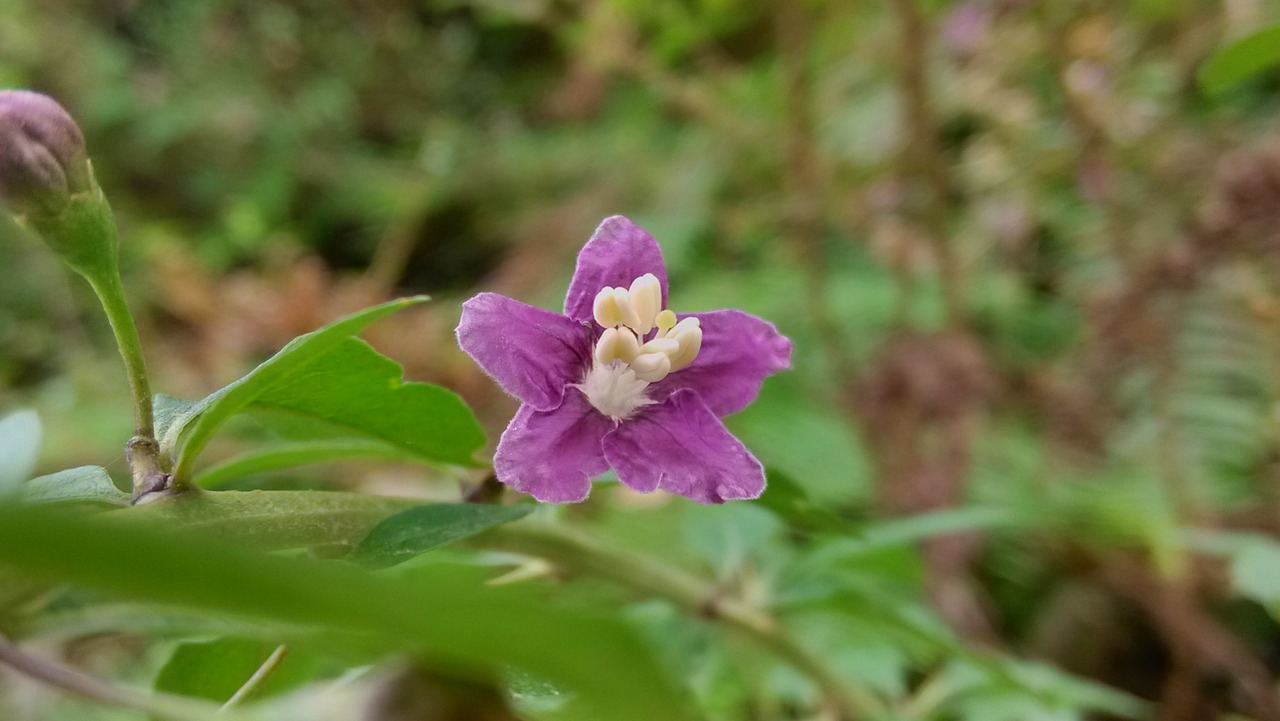 purple little flower fresh free photo