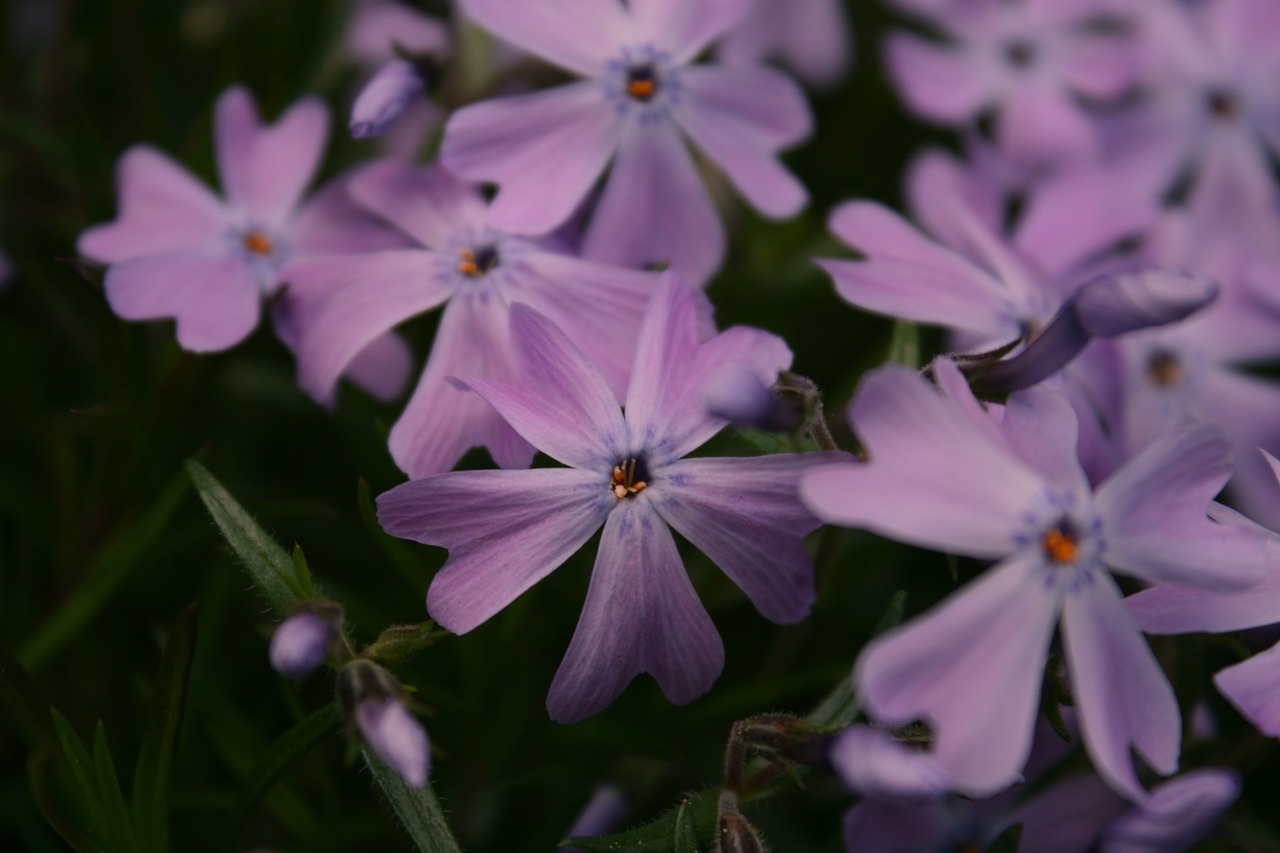 purple flowers garden free photo