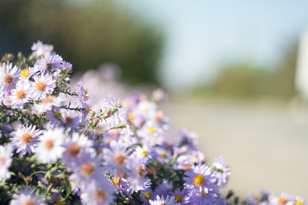 purple daisies flowers free photo