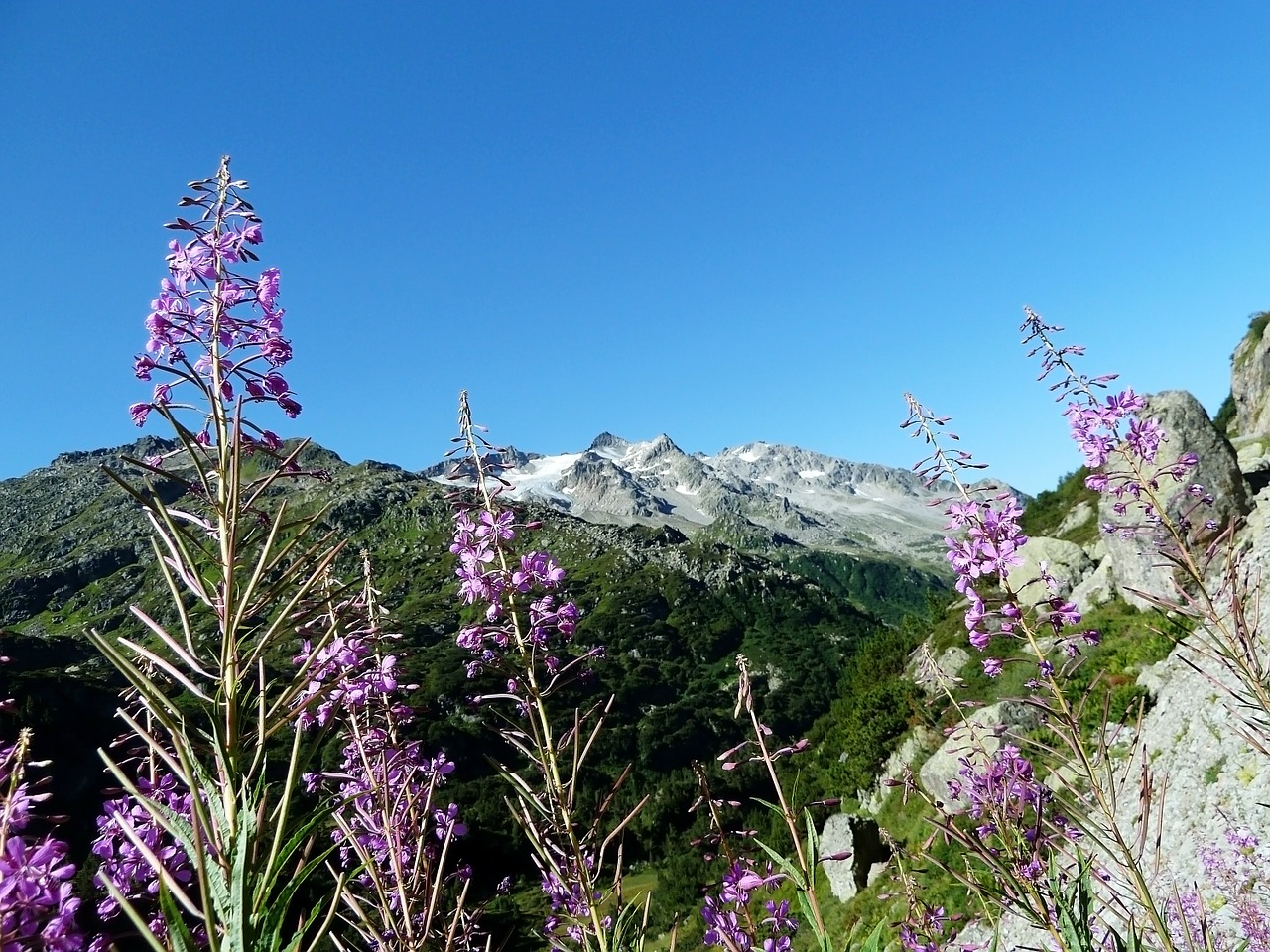 purple flowers sky free photo